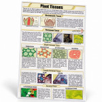 Plant Tissues Chart